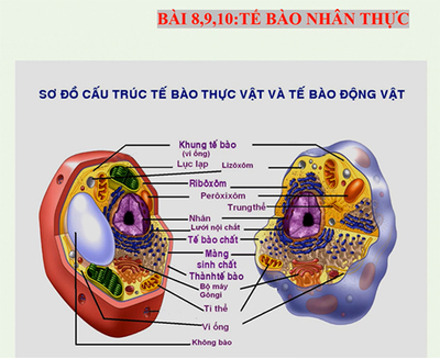 BÀI 8,9,10: TẾ BÀO NHÂN THỰC